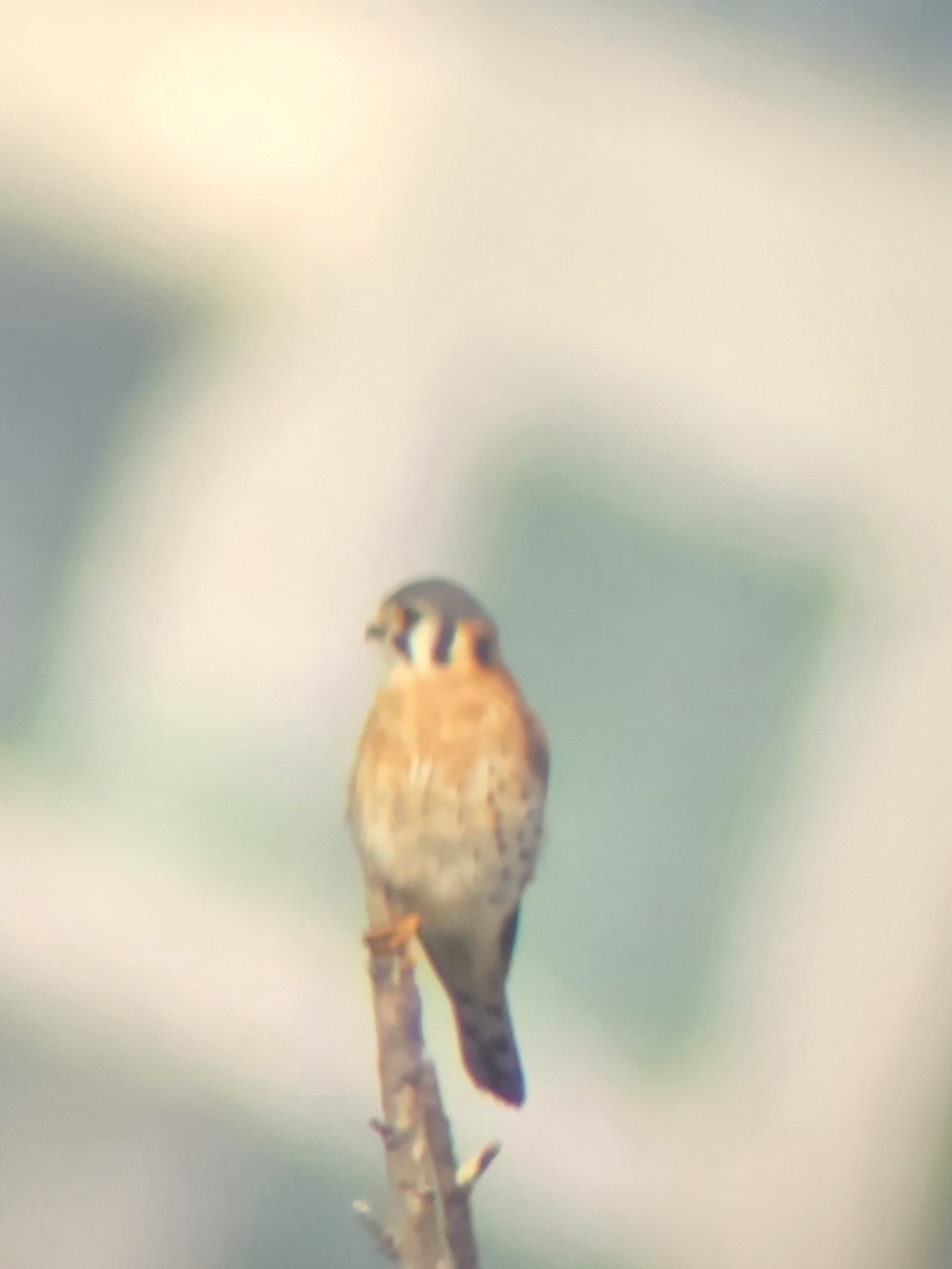 Cernícalo Americano - ML647376629