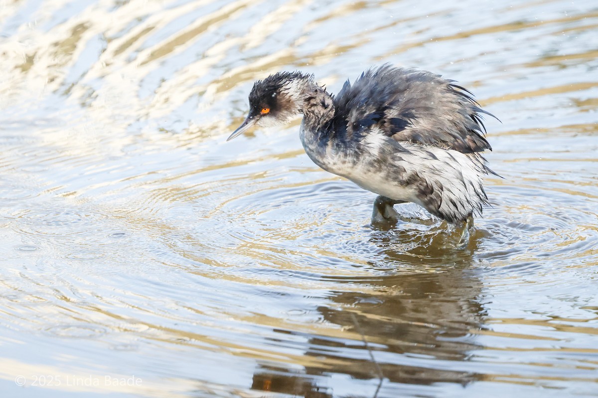 Eared Grebe - ML647376630