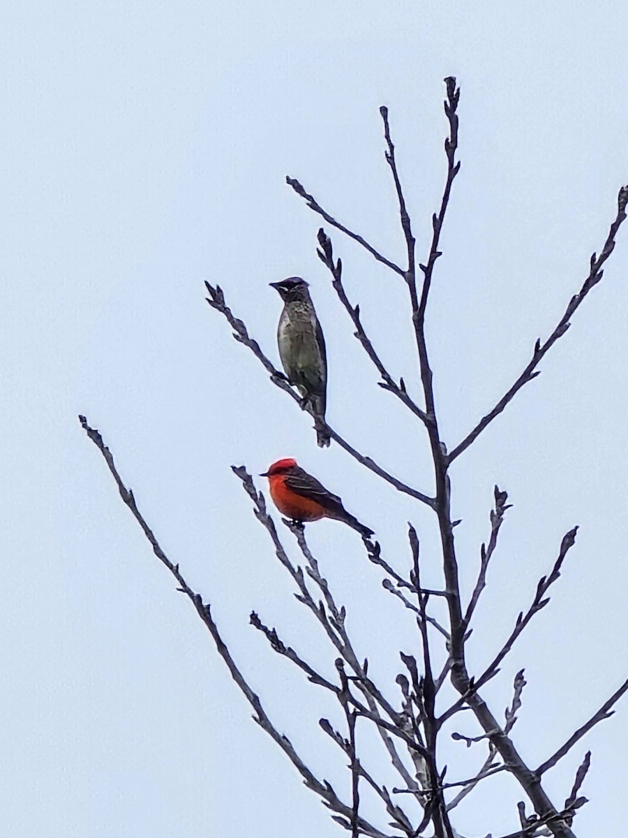 Vermilion Flycatcher - ML647376631