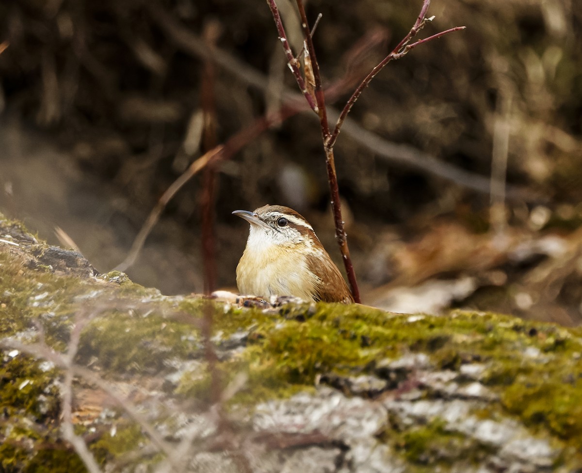 Carolina Wren - ML647376635
