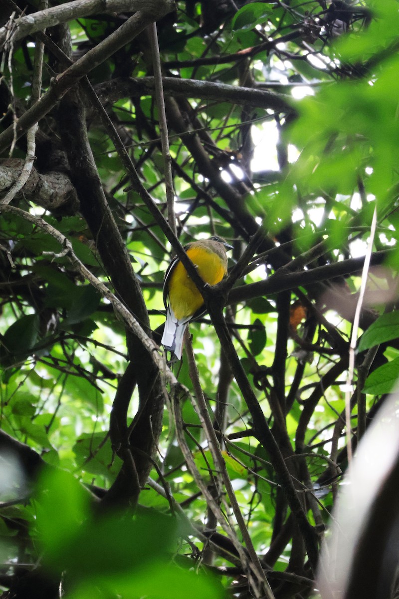 olivenhodetrogon (dulitensis gr.) - ML647376640