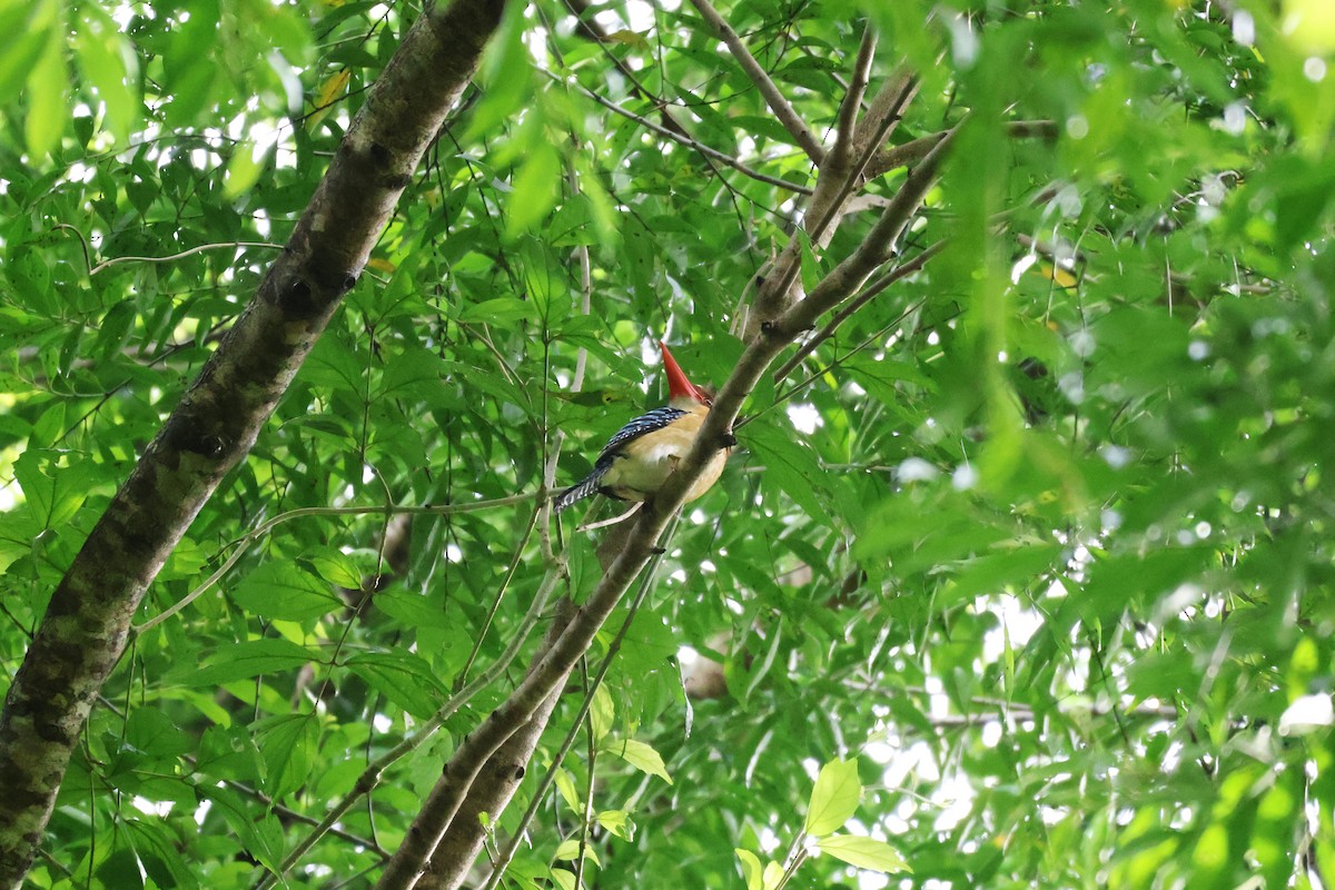 blåhettekokaburra - ML647376648