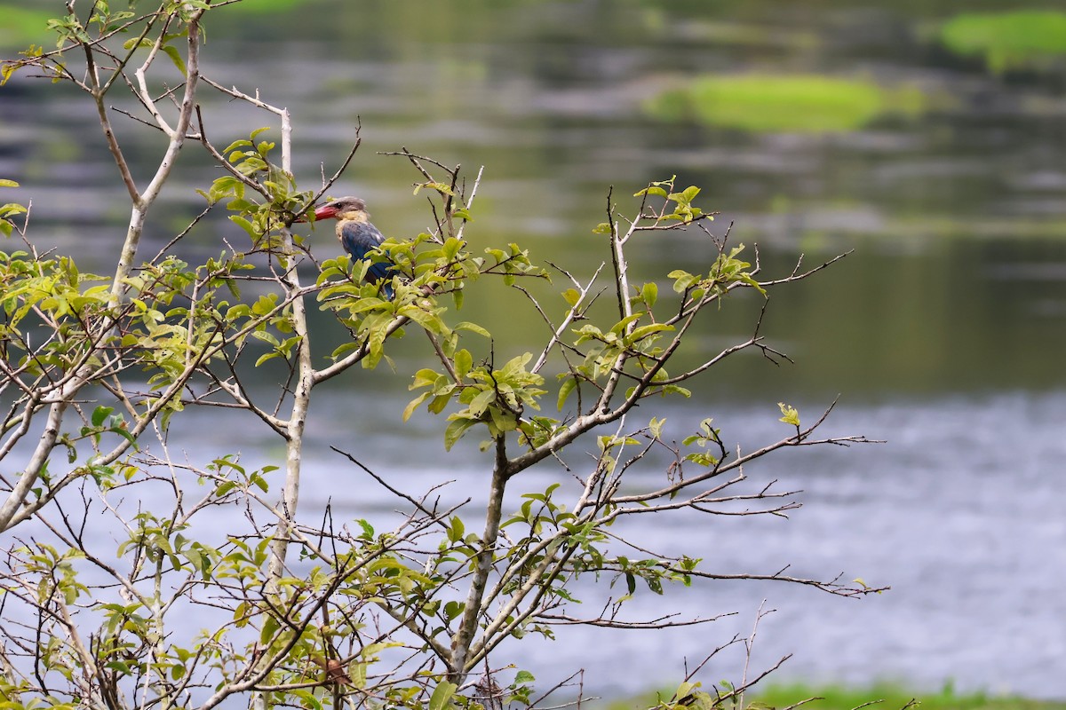 Alción Picocigüeña - ML647376658