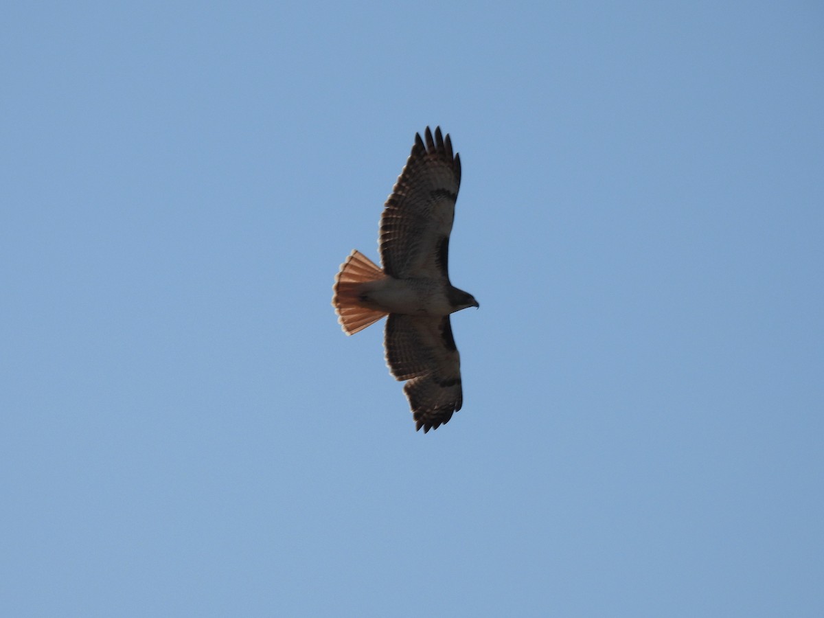 Busardo Colirrojo - ML647376662