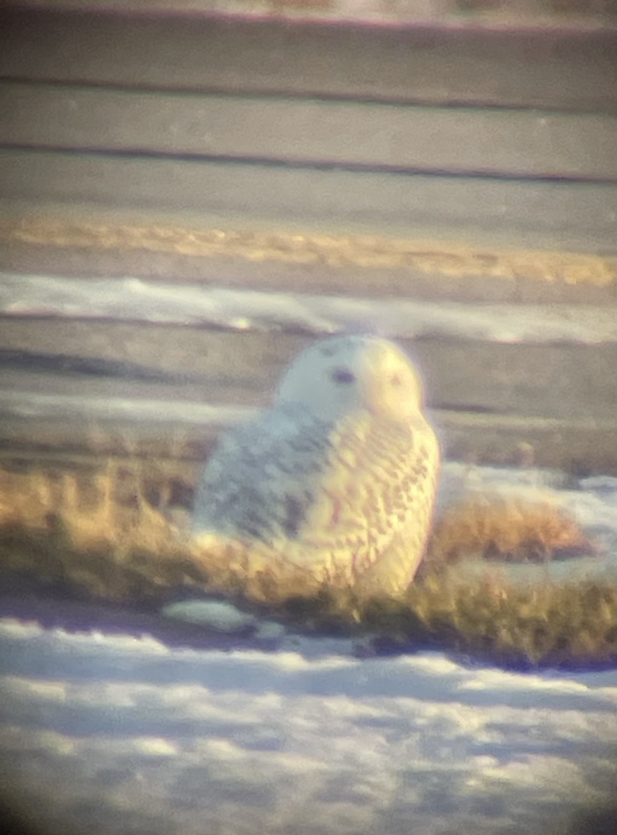 Búho Nival - ML647376665