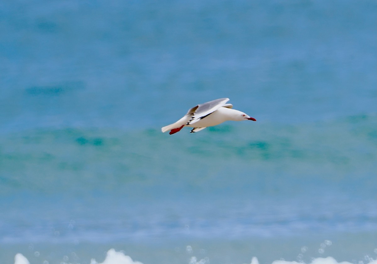 Gaviota Plateada Australiana (Australia) - ML647376666