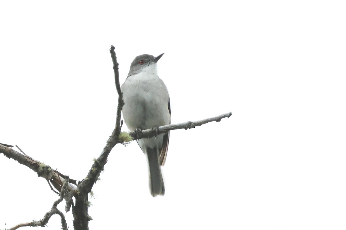 Diucón - ML647376667