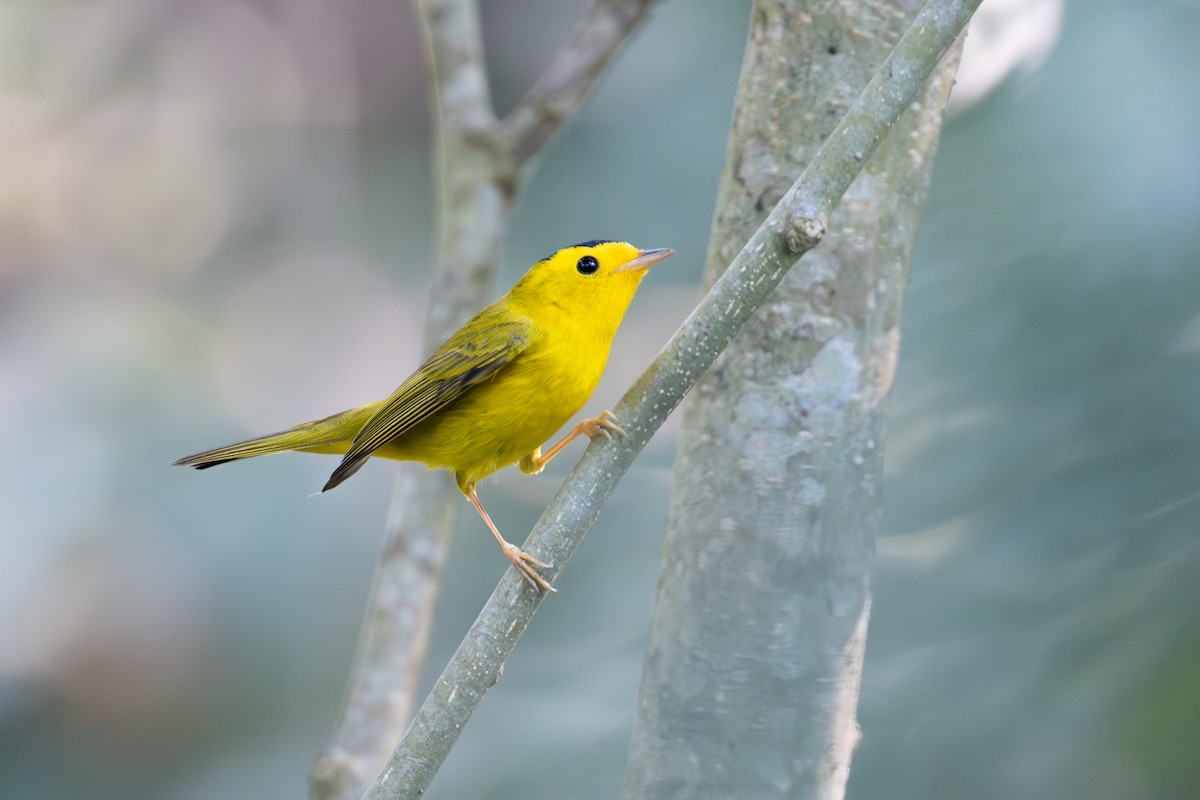 Reinita de Wilson - ML647376668