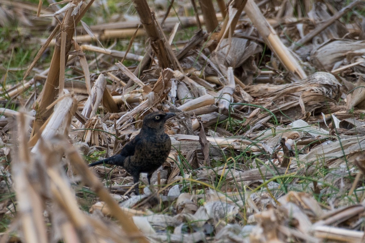 Zanate Canadiense - ML647376669