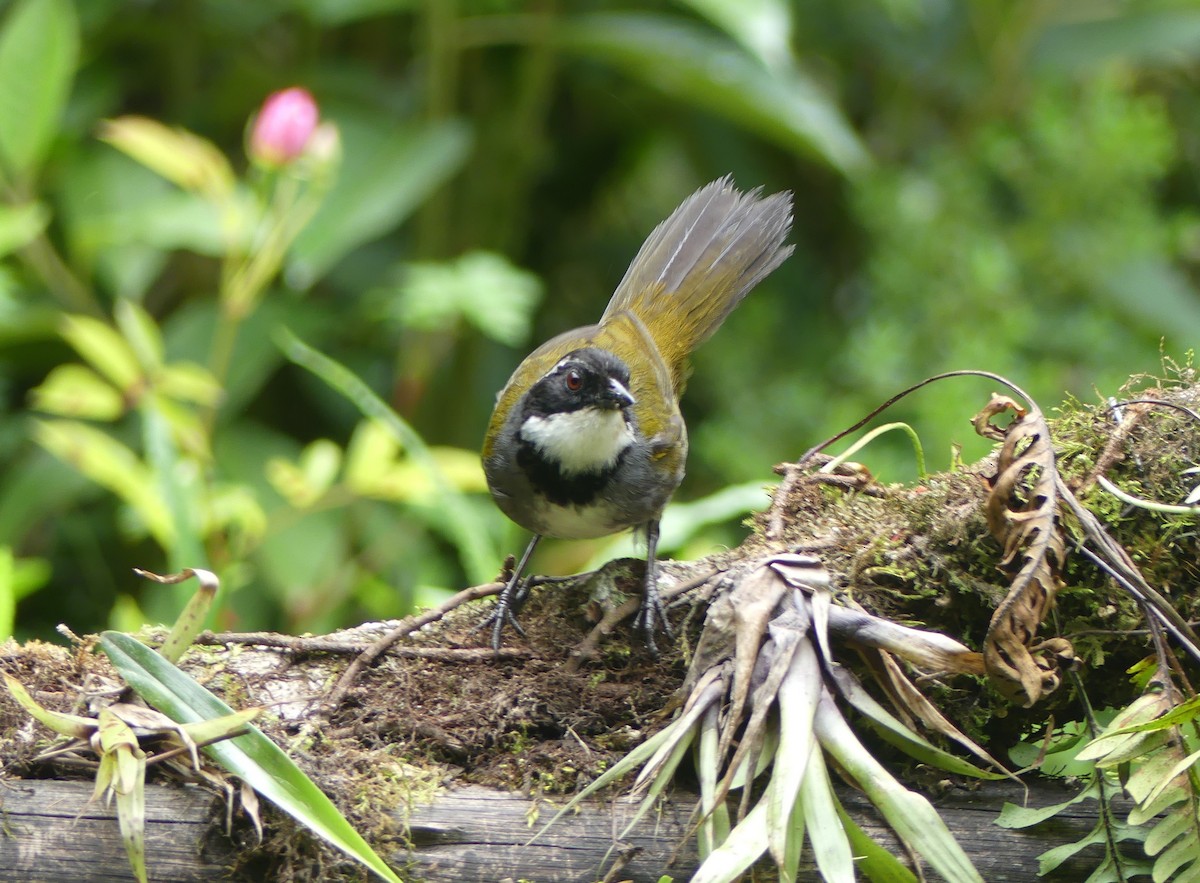 Cerquero Cabecilistado - ML647376670
