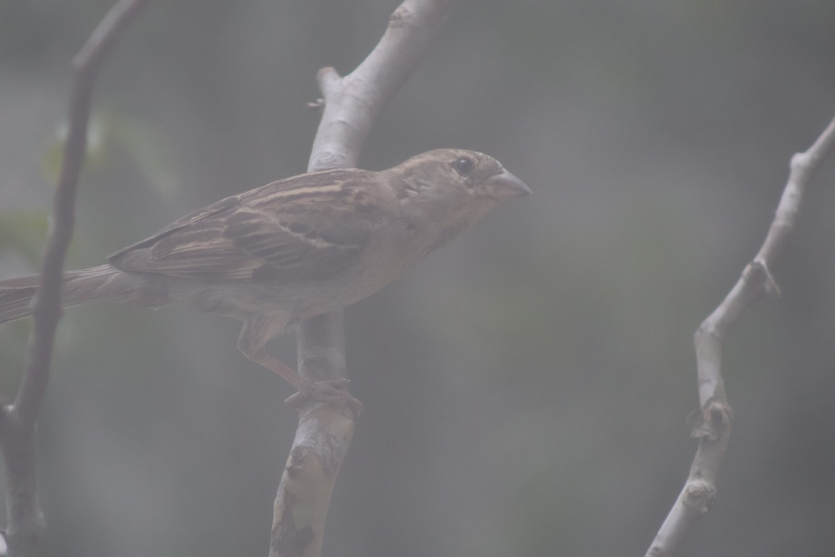 Gorrión Común - ML647376671