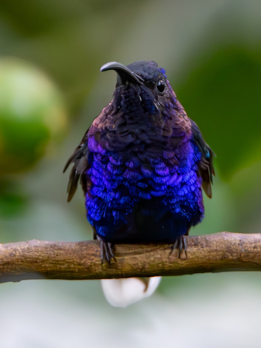 Colibrí Morado - ML647376673