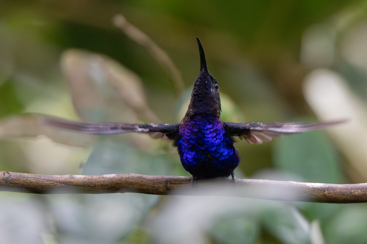 Colibrí Morado - ML647376674