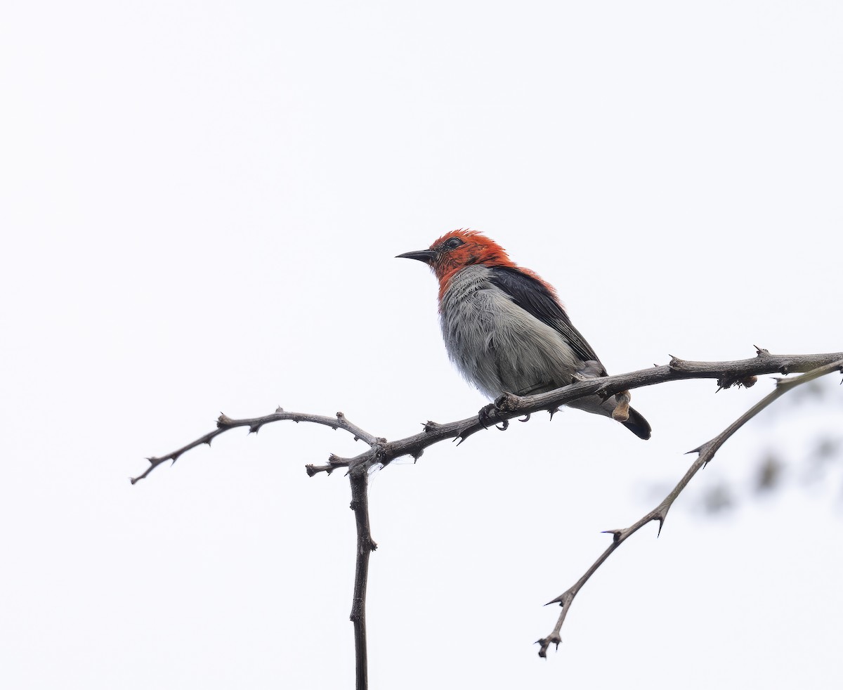 Picaflores Cabecirrojo - ML647376676