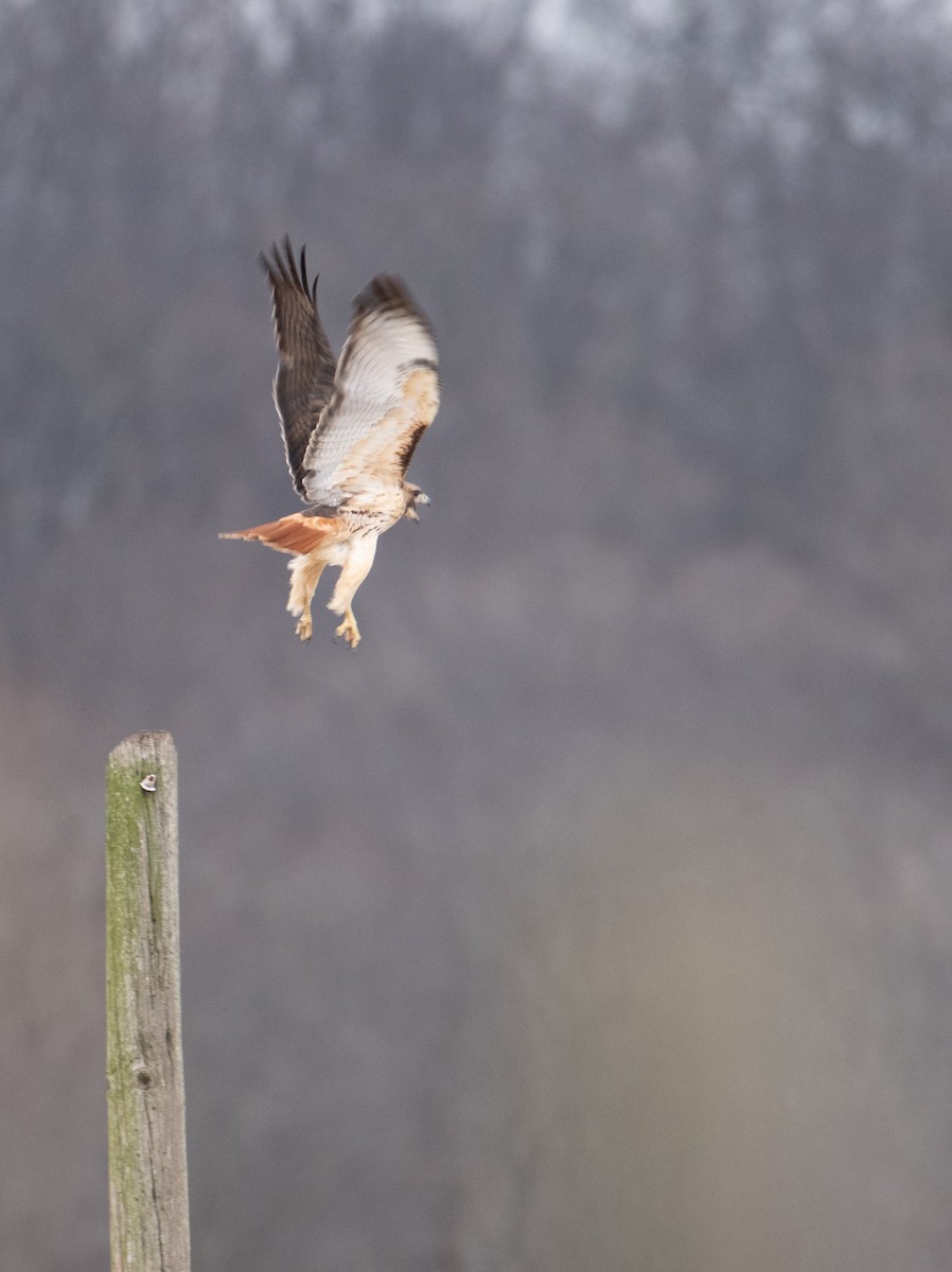 Busardo Colirrojo - ML647376678