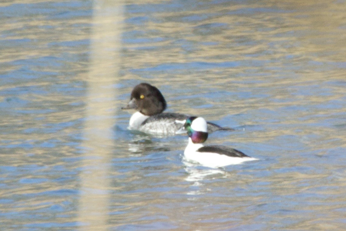 Porrón Albeola - ML647376679