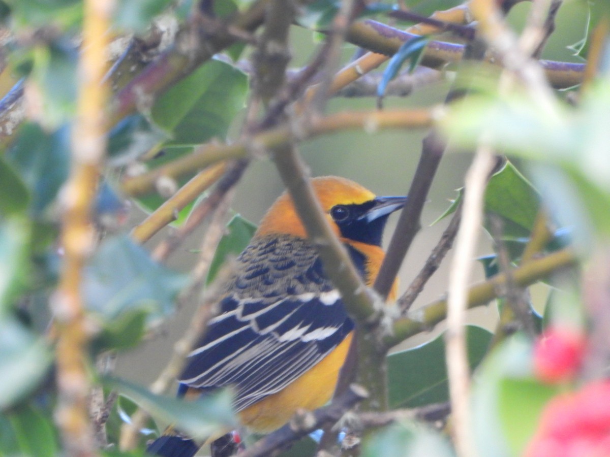 Hooded Oriole - ML647376683