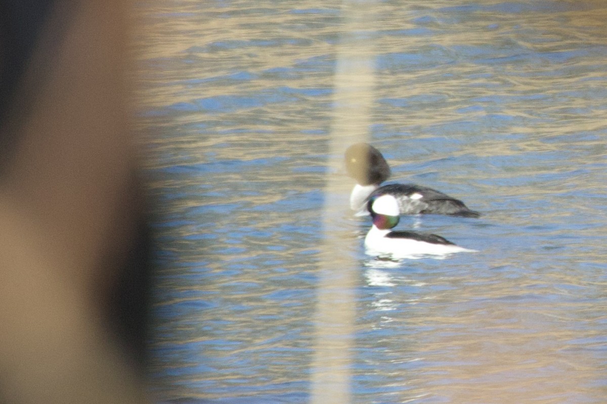 Porrón Albeola - ML647376685