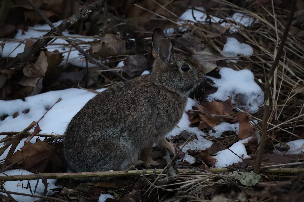 Eastern Cottontail - ML647376691