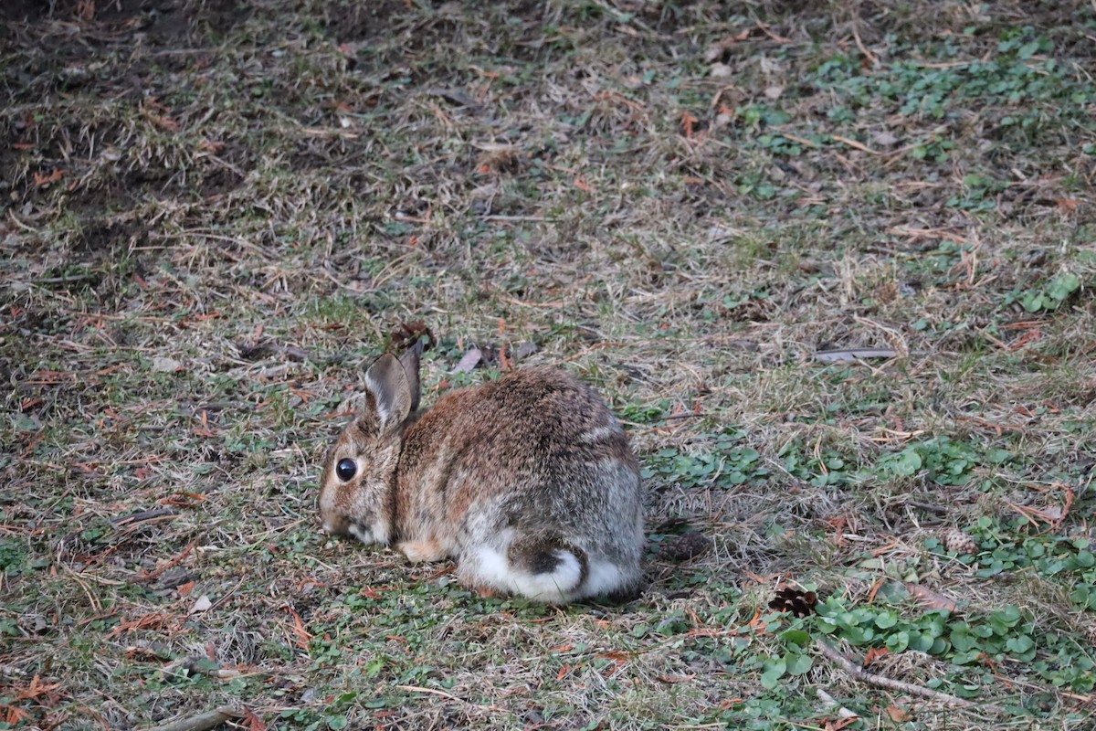 Eastern Cottontail - ML647376692