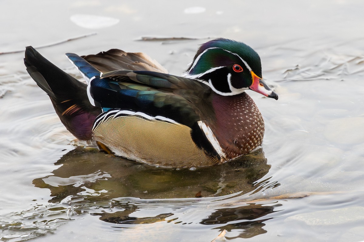 Pato Joyuyo - ML647376702