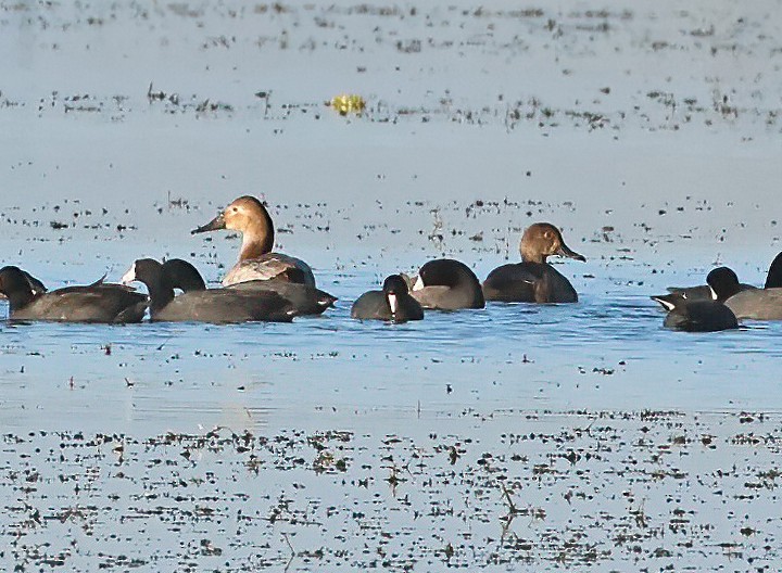 Porrón Coacoxtle - ML647376708