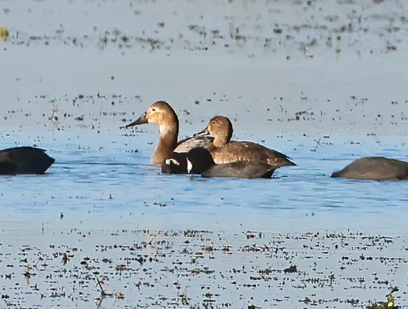 Porrón Americano - ML647376710