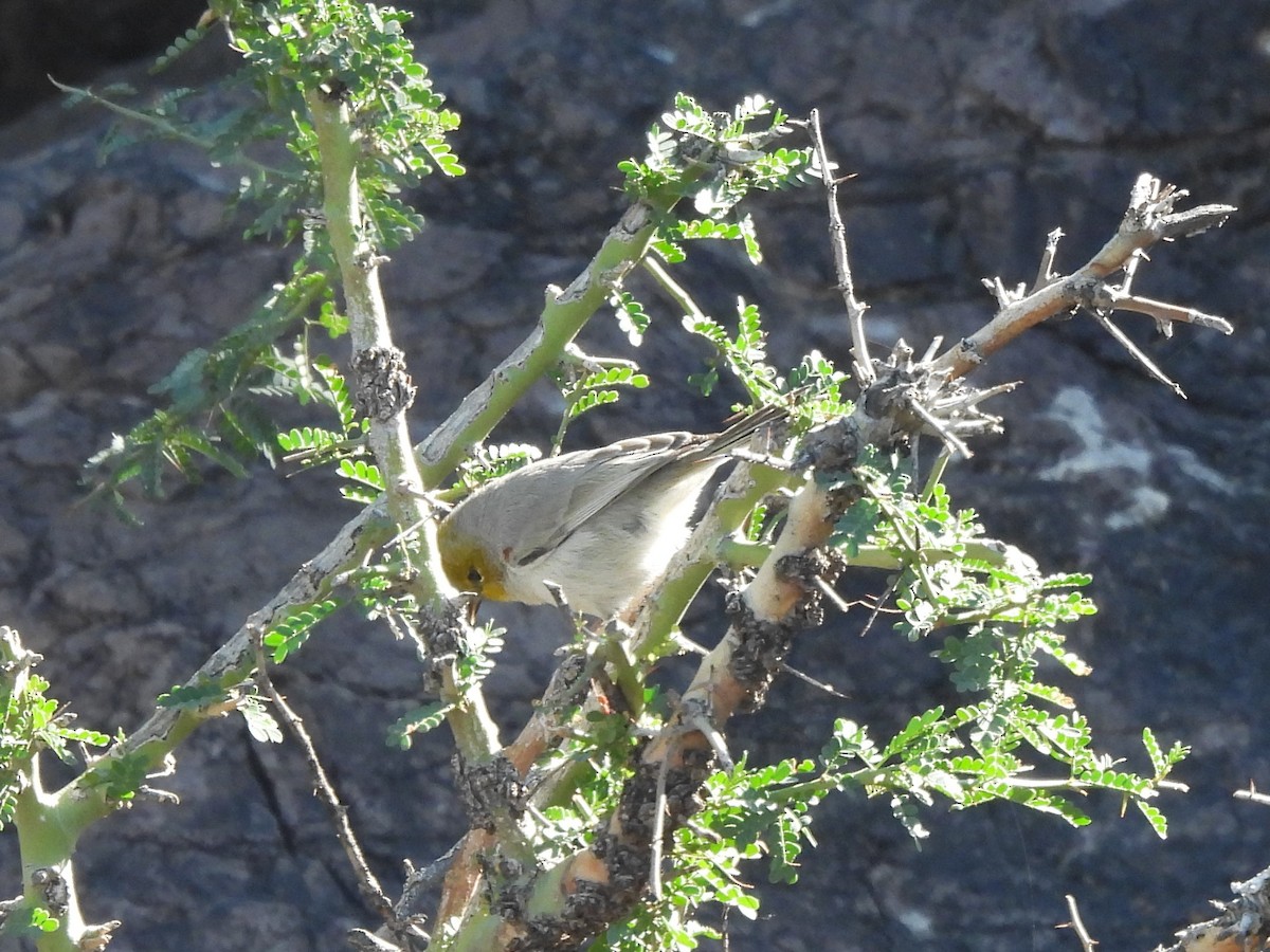 Pájaro Moscón Baloncito - ML647376712