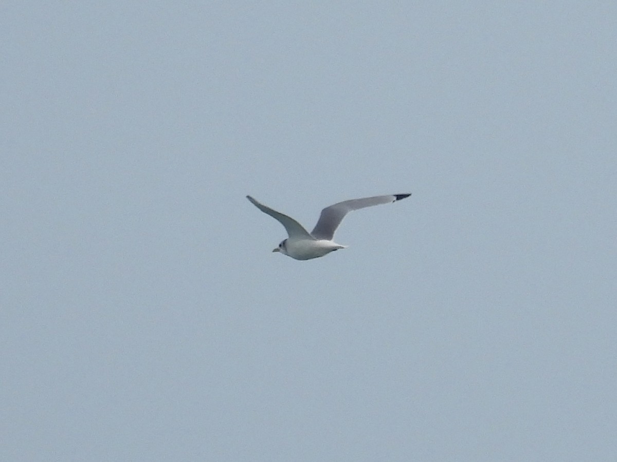 Gaviota Tridáctila - ML647376714