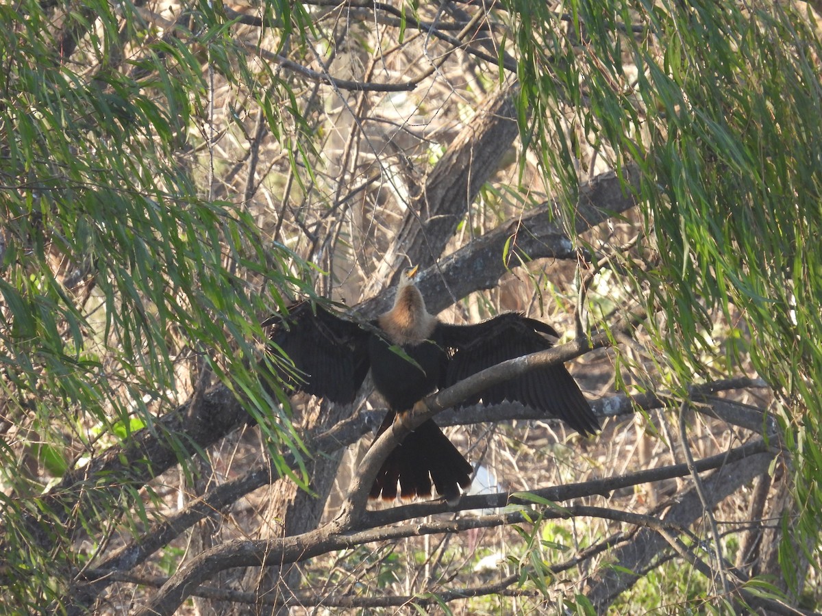 Anhinga Americana - ML647376715
