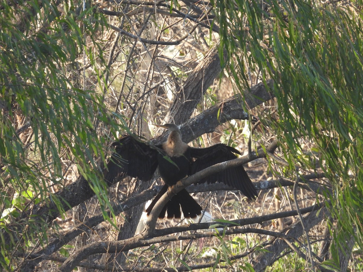 Anhinga Americana - ML647376716