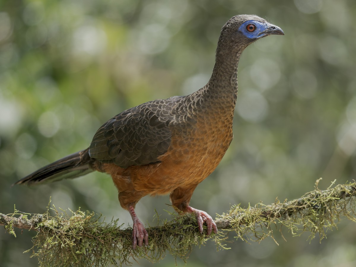 Sickle-winged Guan - ML647376719