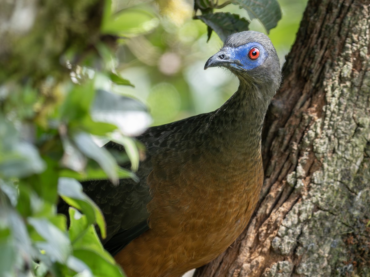 Sickle-winged Guan - ML647376720