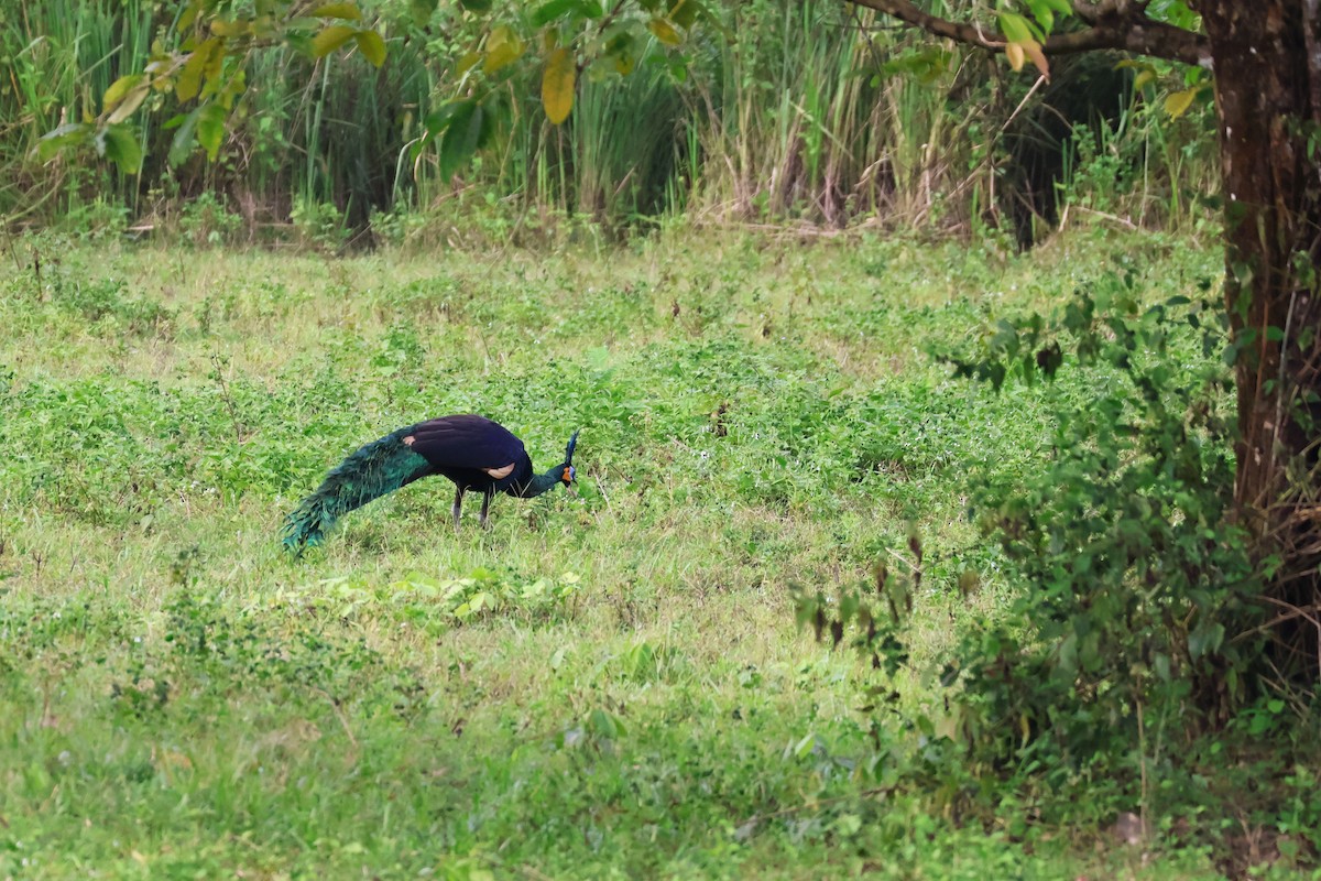 Pavo Real Cuelliverde - ML647376722