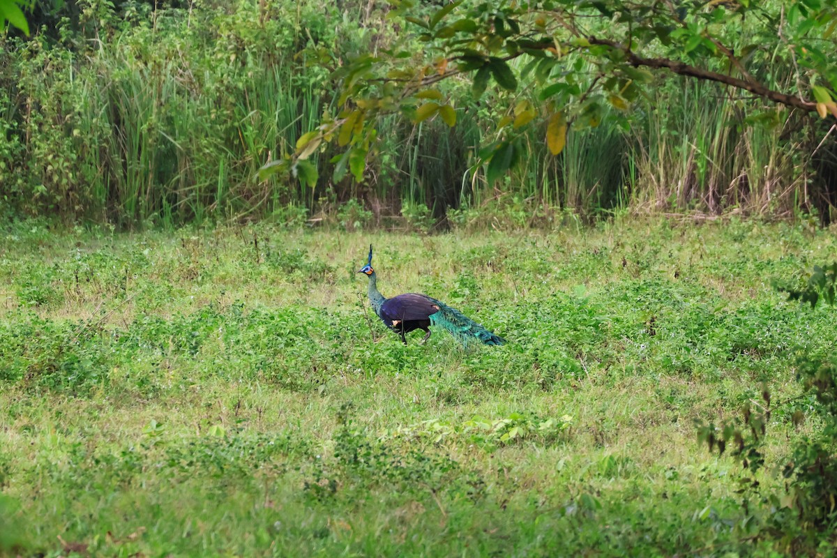 Pavo Real Cuelliverde - ML647376723