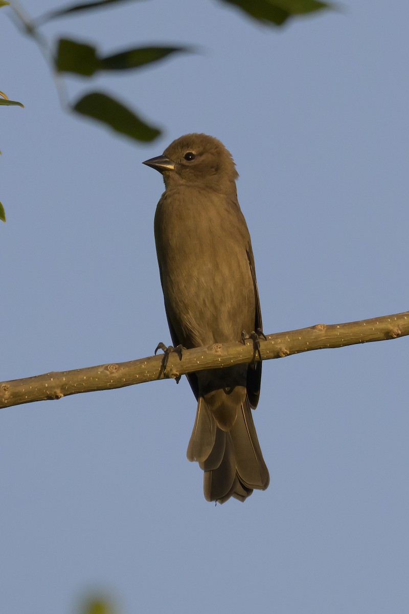 Tordo Renegrido - ML647376724