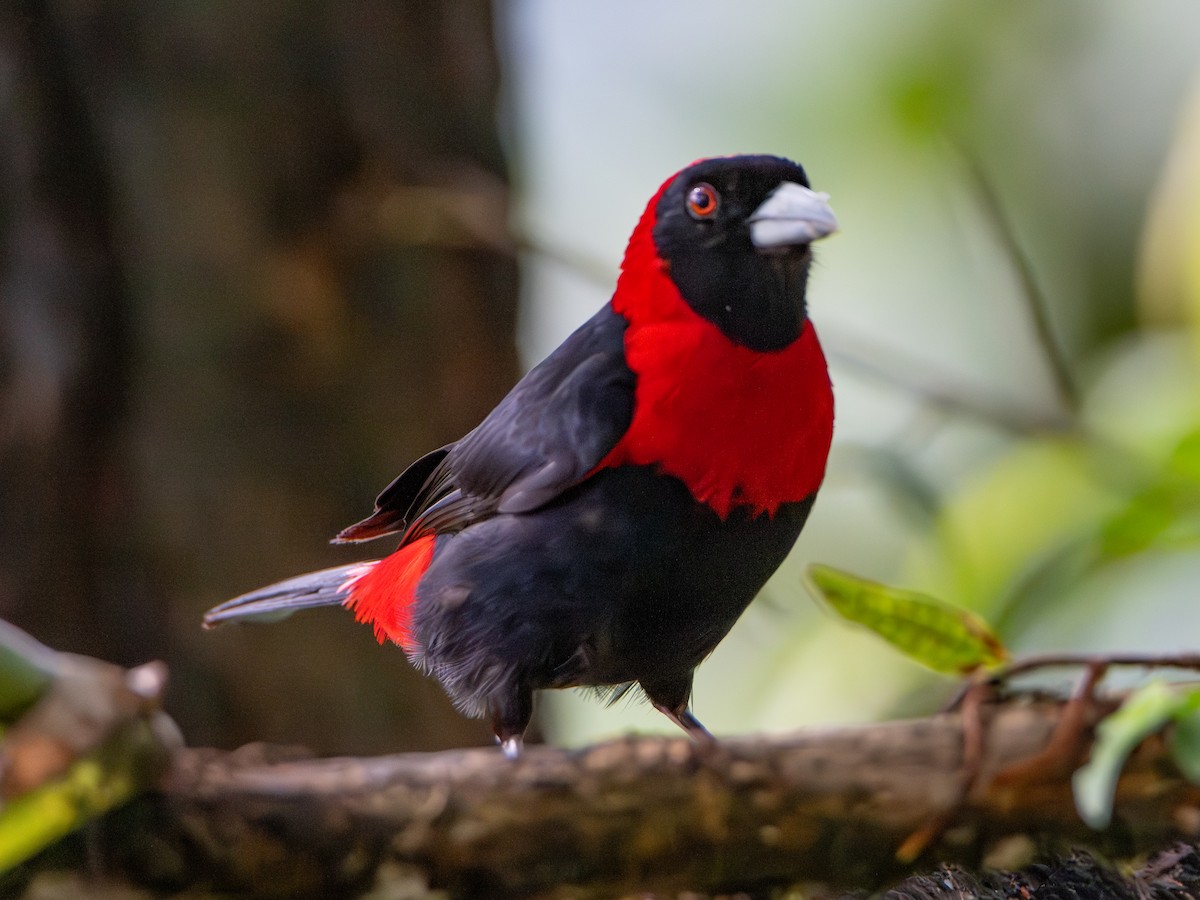 Crimson-collared Tanager - ML647376726