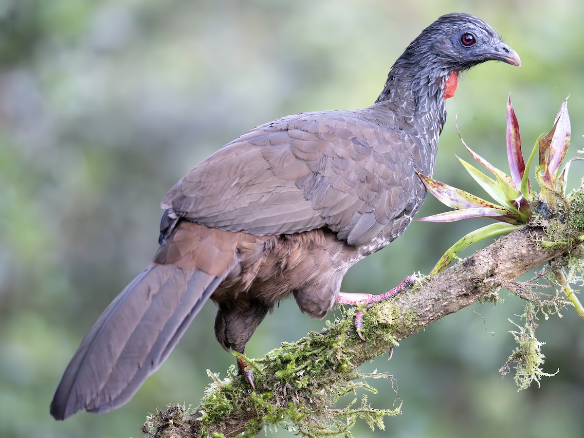 Andean Guan - ML647376728