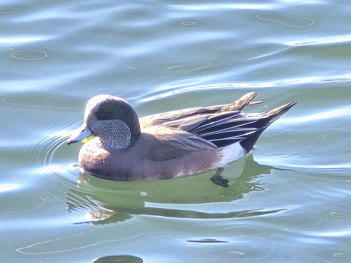American Wigeon - ML647376735