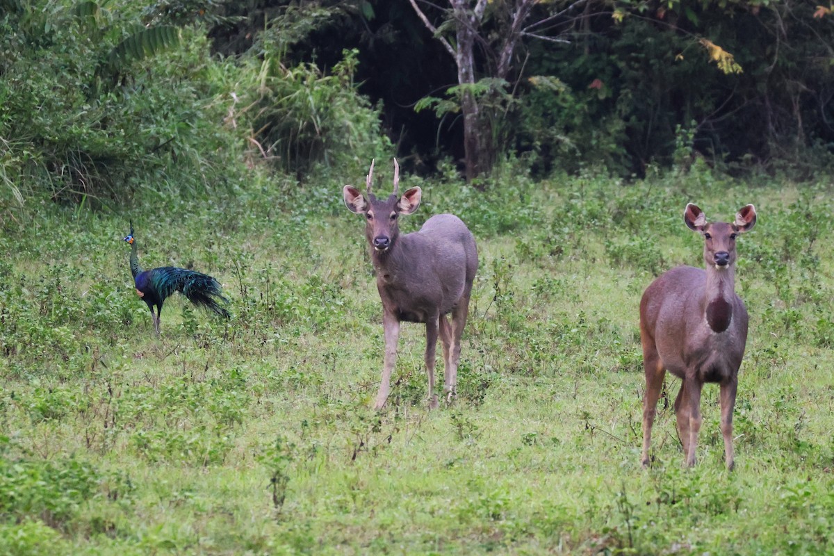 Pavo Real Cuelliverde - ML647376737