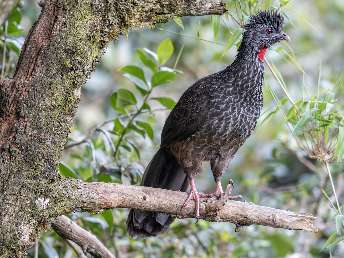 Andean Guan - ML647376738