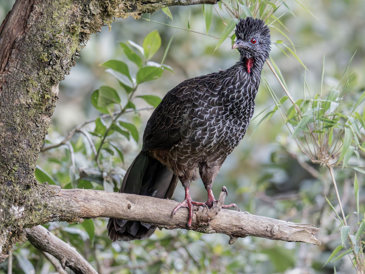 Andean Guan - ML647376739