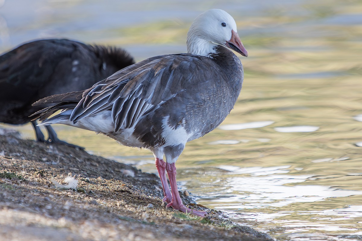 Белый гусь - ML647376761