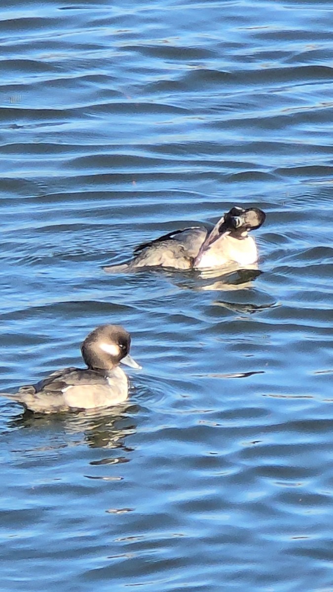 Bufflehead - ML647376762