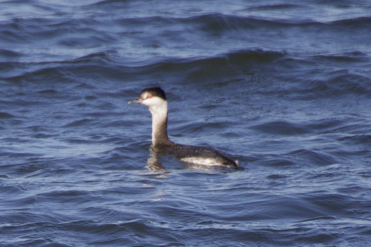 Txilinporta urrebelarria - ML647376763