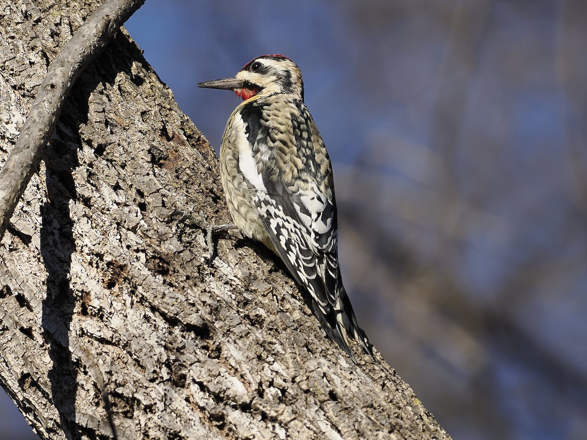 Yellow-bellied Sapsucker - ML647376770