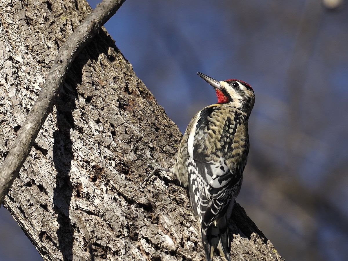 Yellow-bellied Sapsucker - ML647376771