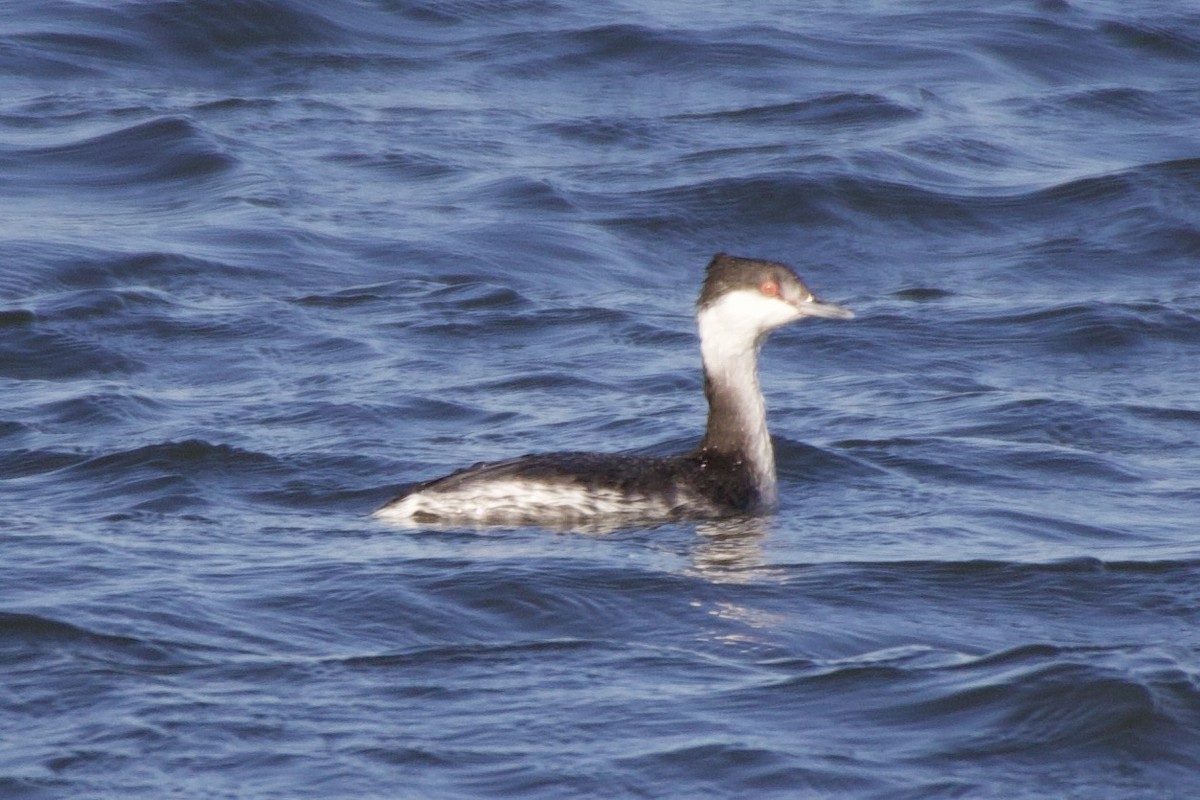 Txilinporta urrebelarria - ML647376774