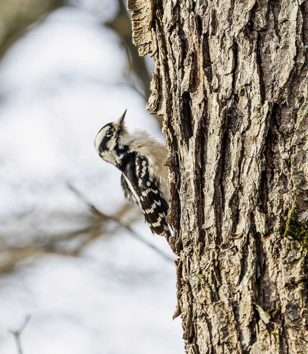 セジロコゲラ - ML647376775