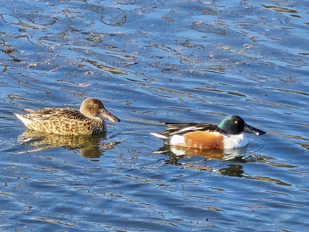 Northern Shoveler - ML647376777